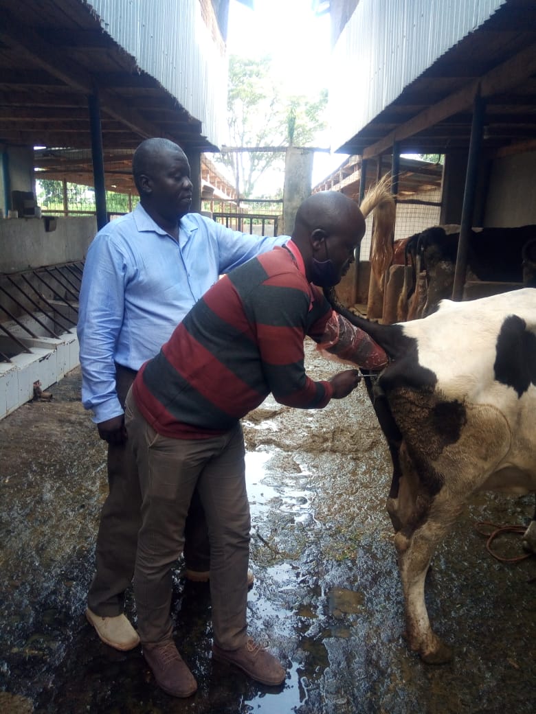 AI service provider inseminating a cow