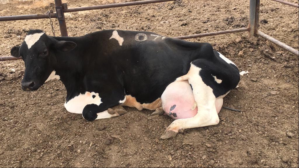 Friesian cow lying in a shed