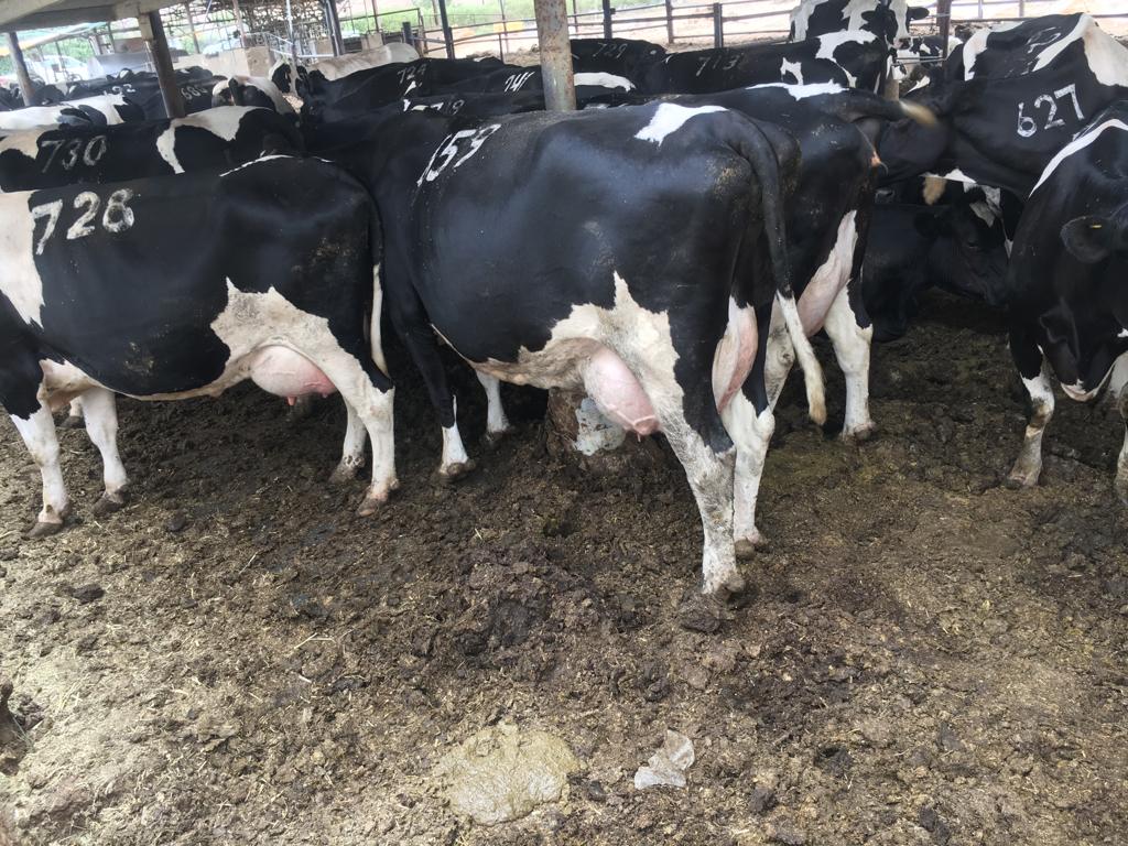 Friesian cows in a shed