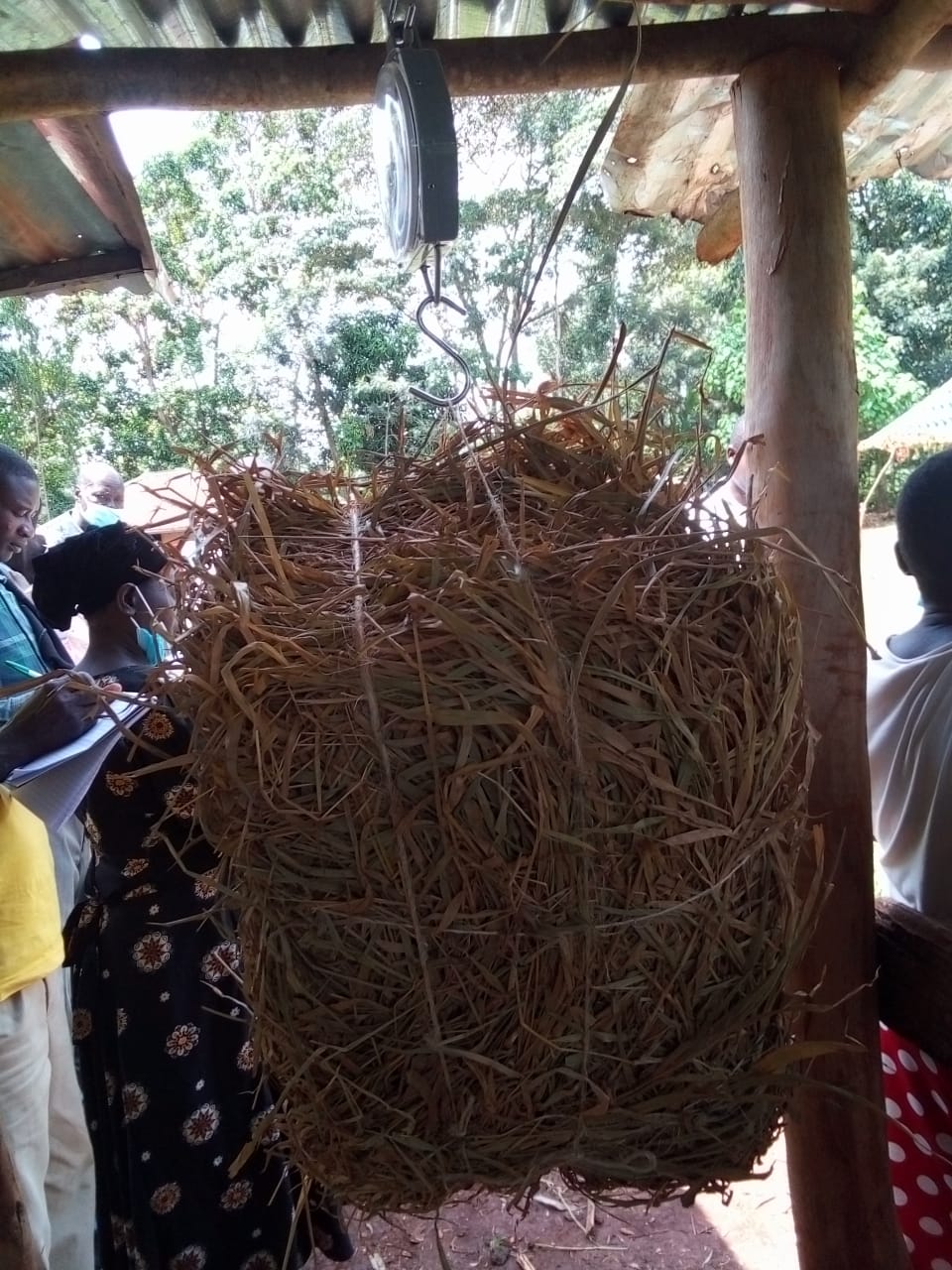 Weighing a bale of hay