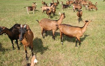 alpine goats