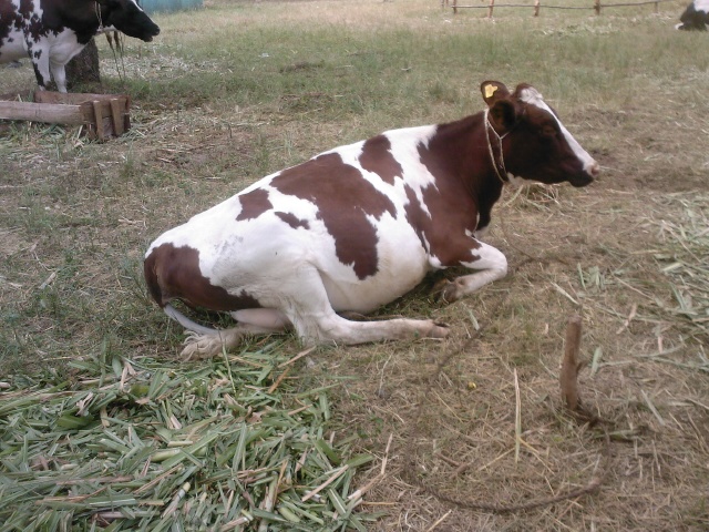 aryshire cow