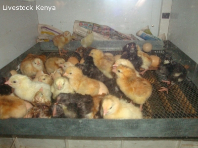 Day old to month old improved kienyeji chicks