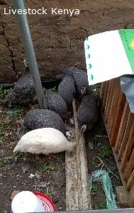 Guinea fowl farmer