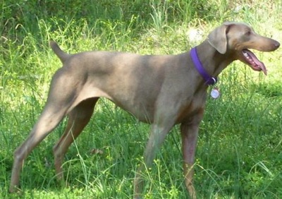 The Doberman Pinscher