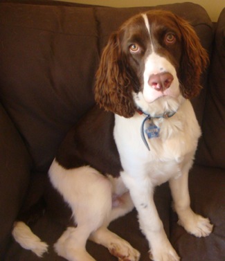 The English Springer Spaniel