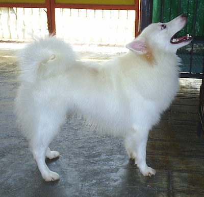 Japanese Spitz