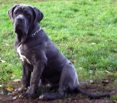 Naepolitan Mastiff