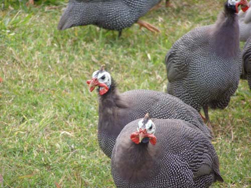 Guinea fowl