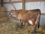 Jersey cow Jersey cow