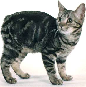 manx cat