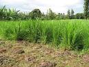 napier grass napier grass