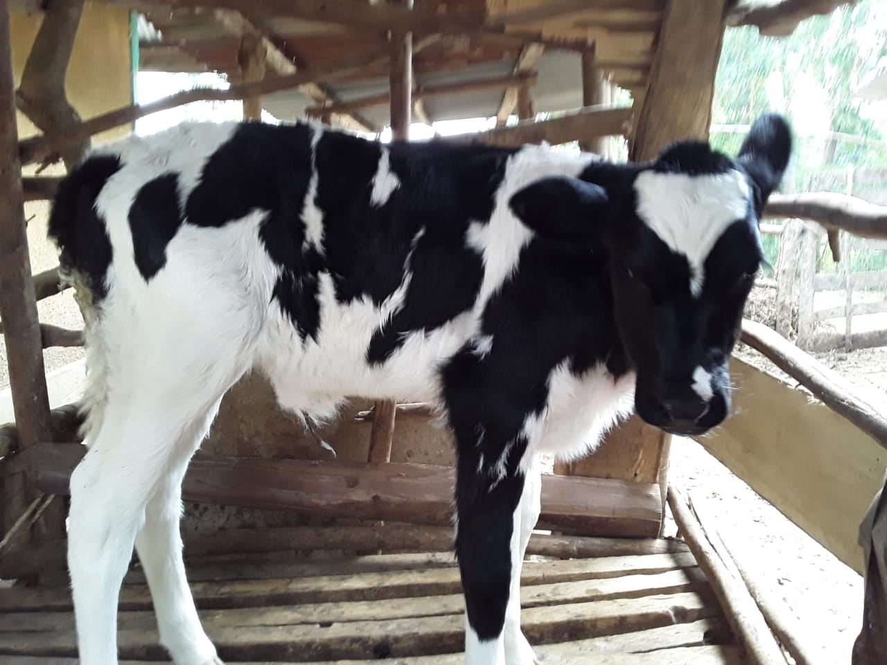 Calf pneumonia