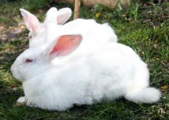 New Zealand White Rabbit