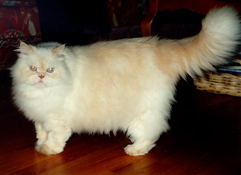 persian cat