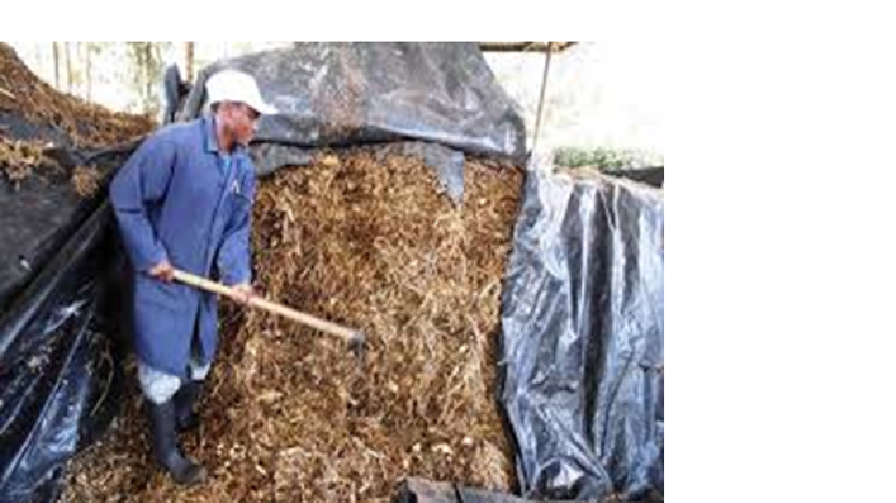 pit silage