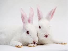 Rabbits