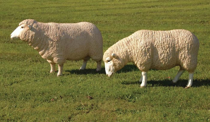 Merino sheep