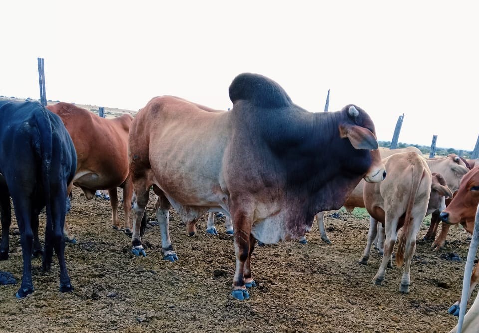 Zebu cattle