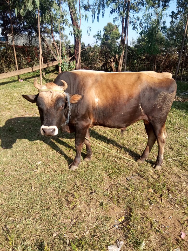 Bull used for semen 