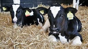 Calf pneumonia