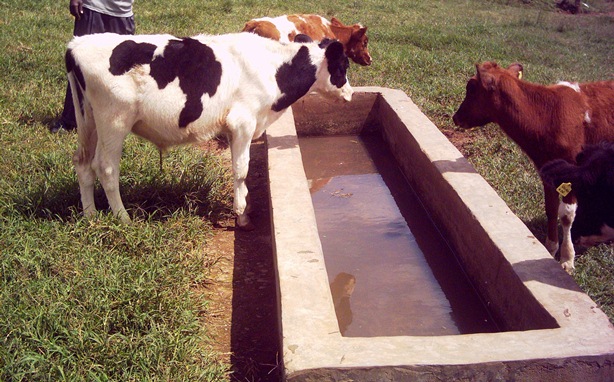 calves drinking