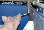 Automatic pig and piglets nipple drinkers