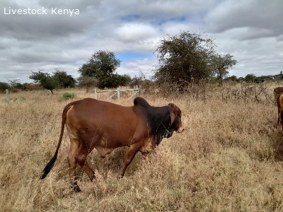 Brahman Bulls