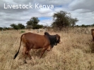 Brahman Bulls