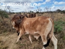 Brahman Bulls