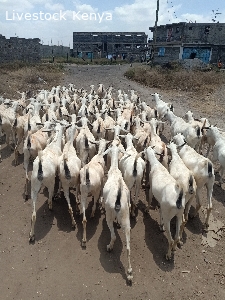 Gala goats