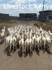 Gala goats