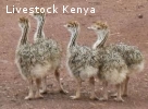 Healthy ostrich chicks, hatching eggs  and other Birds for s
