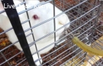 Stainless steel Rabbit Nipple Drinkers and watering systems
