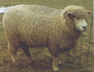 Corriedale sheep