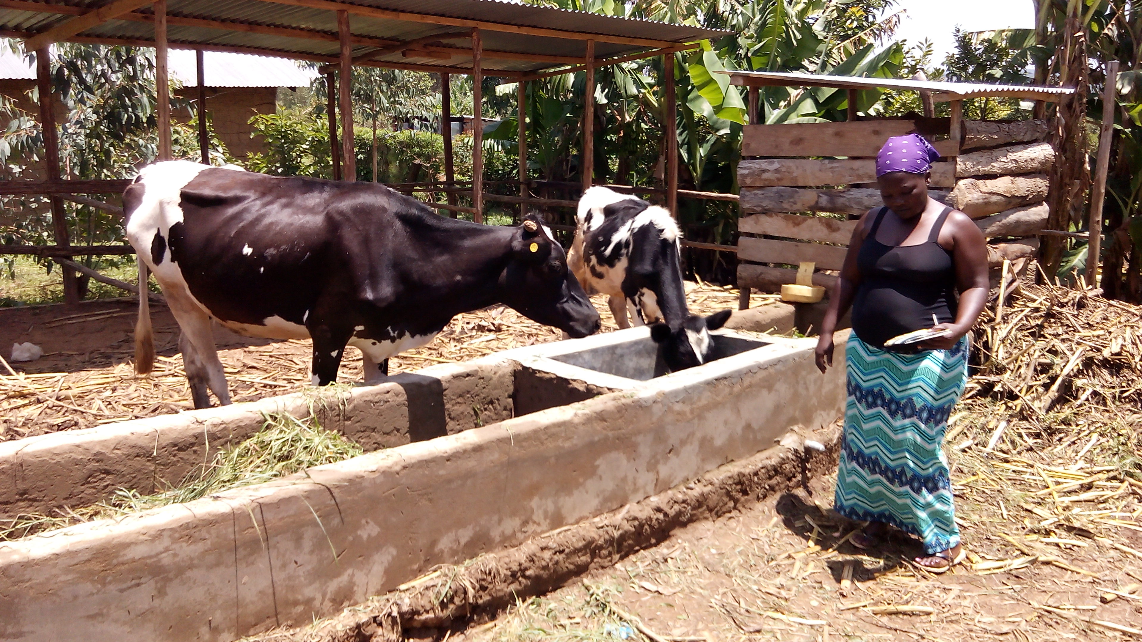 Dairy farming