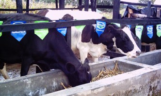 feeding dairy cows