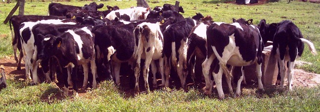 friesian calves