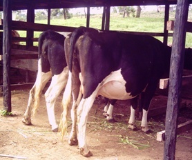 Frisian dairy cows 