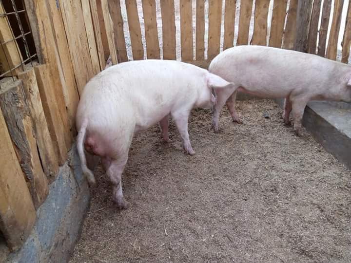 Livestock Kenya  Pig  housing plans  for small scale farmers