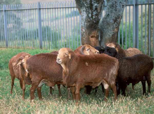 Red Maasai sheep