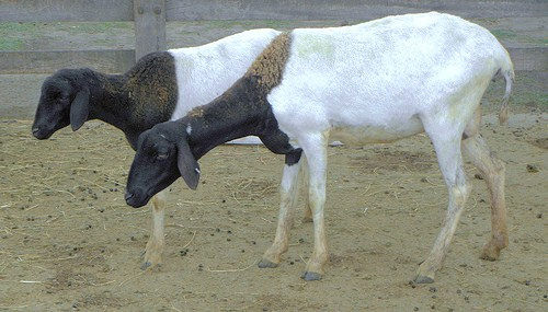 Somali sheep