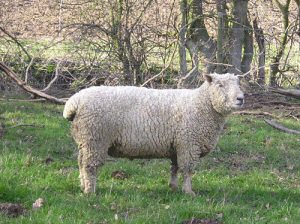 Southdown sheep