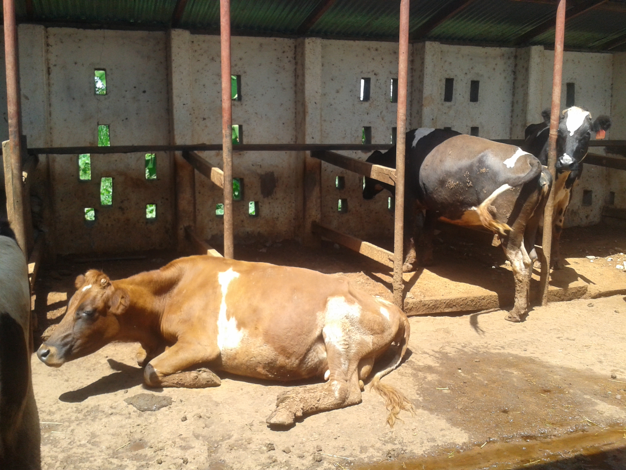 Cows in a zero grazing unit